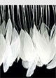 feather fringe trim