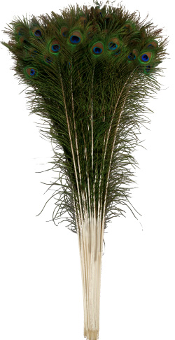 peacock feather stems