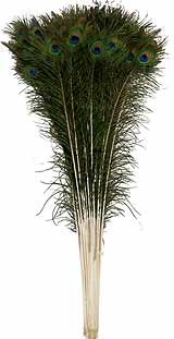 peacock stems