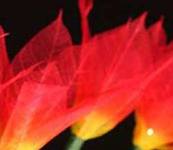 fire flower string lights