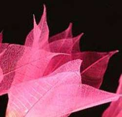 pink flower string lights