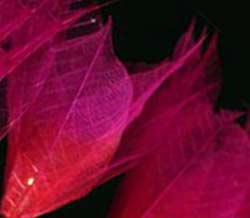 wine flower string  lights