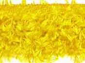 HAIRY GIMP IN YELLOW