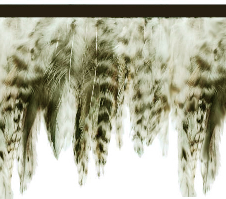 "City Jungle" Feather Trim - Yard(s)